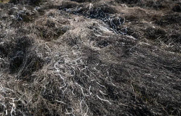 Hierba Quemada Primavera Cenizas Hierba Quemada Tierra Quemada Contaminación Ambiental — Foto de Stock