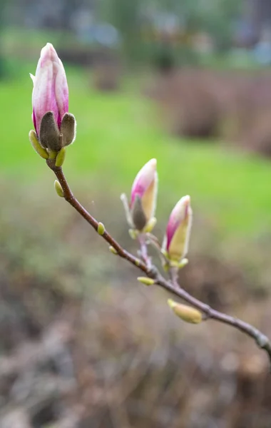 Rosa Blommor Magnolia Sulange Blommande Magnolia Blommor Vårtid — Stockfoto