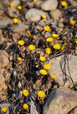 Vahşi doğada sarı bahar çiçekleri. Güneşli bahar ormanlarında güzel pasque veya anemone (Pulsatilla patens) çiçekleri