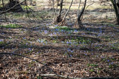 İlk bahar çiçekleri. Bahar ormanında mavi kar damlaları