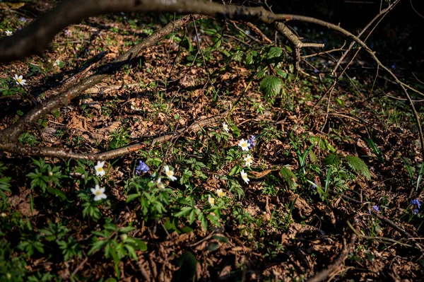 Flores Anémona Blanca Creciendo Bosque Día Soleado Primavera Flores Silvestres —  Fotos de Stock