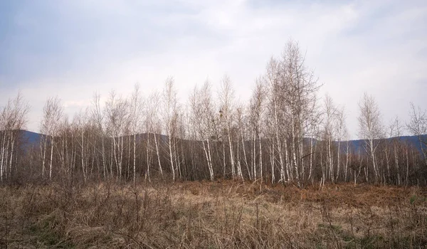 Birch Tree Forest Early Spring — Stock Photo, Image