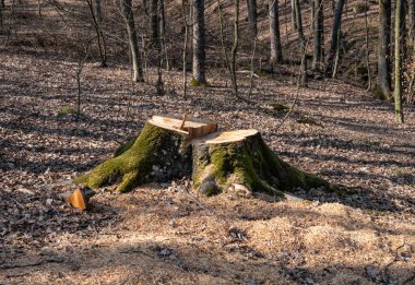 Yasadışı ağaç kesme ve ormanların kaldırılması. Kırık kütükler