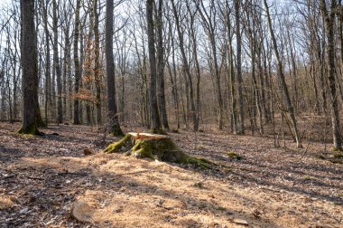 Yasadışı ağaç kesme ve ormanların kaldırılması. Kırık kütükler
