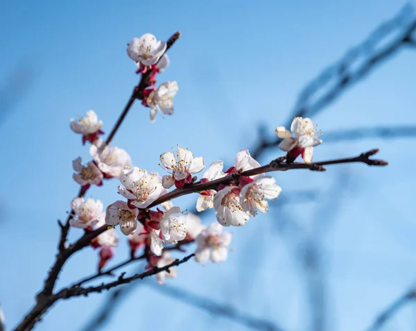 Baharda Pembe Çiçeklerle Çiçek Açan Ağaç Lkbahar Güneşli Bir Gün — Stok fotoğraf