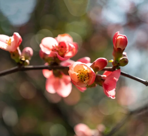 Japanese Quince Flowers Chaenomeles Small Red Flowers Spring Time Sunny — Stock Photo, Image