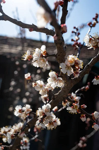 Bahar Doğal Arka Plan Güneşli Bir Günde Beyaz Çiçeklerle Çiçek — Stok fotoğraf