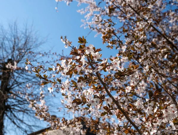 Bahar Doğal Arka Plan Güneşli Bir Günde Beyaz Çiçeklerle Çiçek — Stok fotoğraf