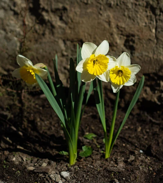 Красиві Барвисті Жовті Квіти Нарцисів Цвітуть Весняному Саду — стокове фото