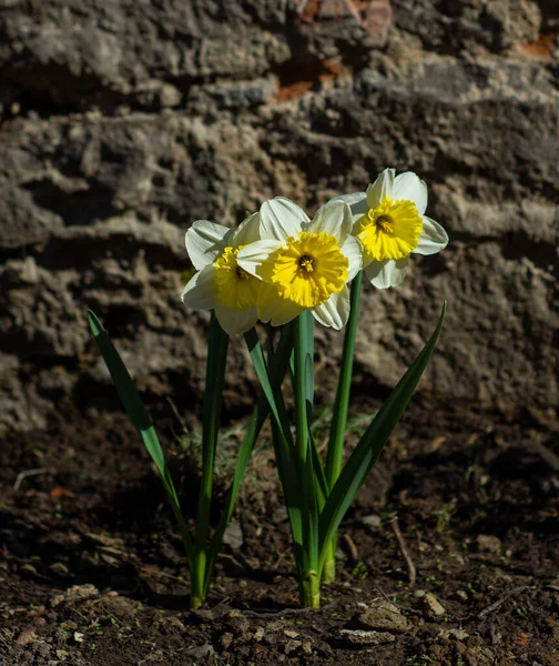 Hermosas Flores Narciso Amarillo Colorido Que Florecen Jardín Primavera —  Fotos de Stock