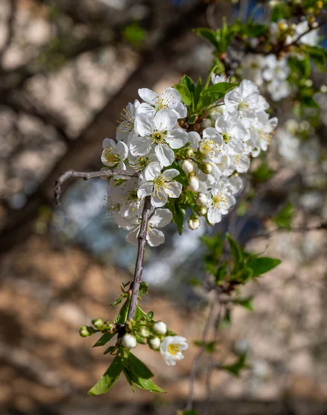 Bílé Květy Větvích Stromů Větve Kvetoucího Stromu Krásný Květinový Obraz — Stock fotografie