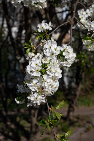 Białe Kwiaty Gałęziach Drzew Gałęzie Kwitnącego Drzewa Piękny Kwiatowy Obraz — Zdjęcie stockowe