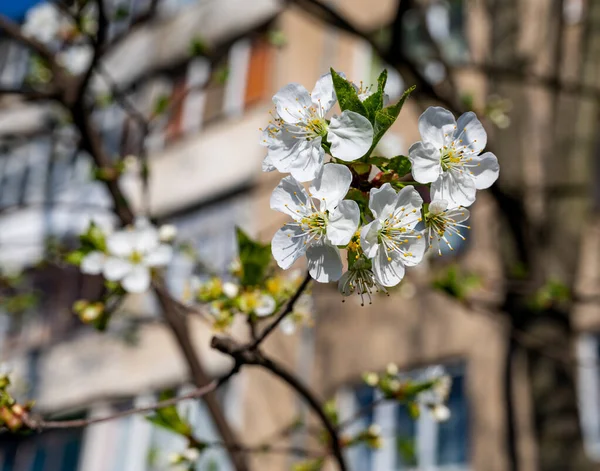 White Flowers Tree Branches Branches Blossoming Tree Beautiful Floral Image — Stock Photo, Image