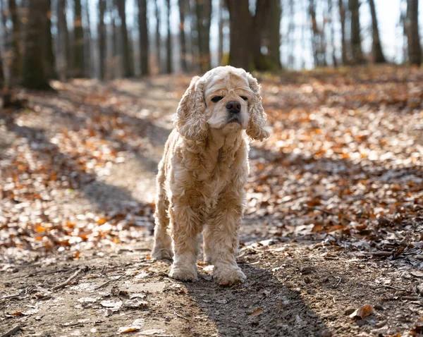 Sonbahar Parkında Yaşlı Amerikan Cocker Spaniel — Stok fotoğraf