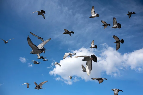 Flock of birds flying in the sky. Flock of pigeons in the blue sky