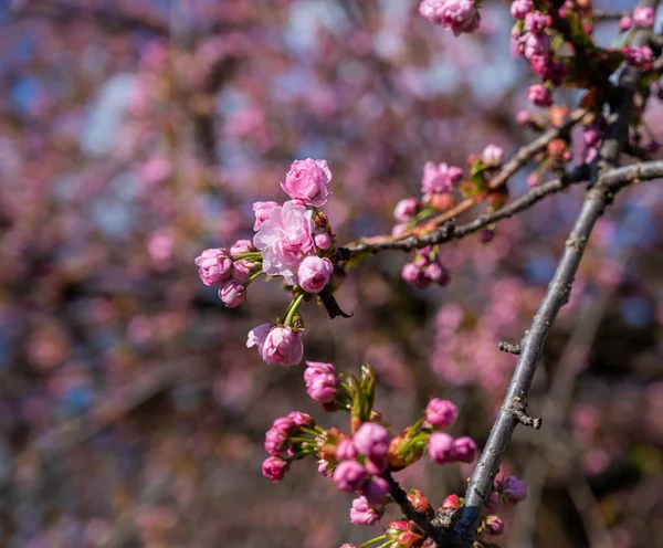 Pembe Japon Kiraz Ağacı Çiçeği Sakura Kiraz Çiçeği Dalıyla Güzel — Stok fotoğraf