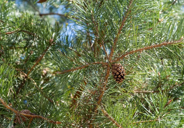 Cône Pin Sur Pin Dans Journée Ensoleillée Printemps — Photo