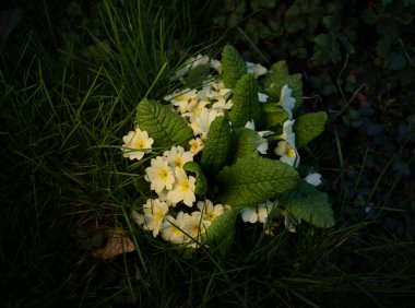Baharın başında bahçede açan sarı çuha çiçeği.