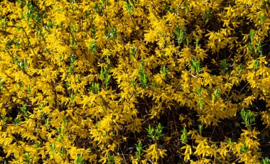 Güneşli baharda, sarı çalı çiçekleri.