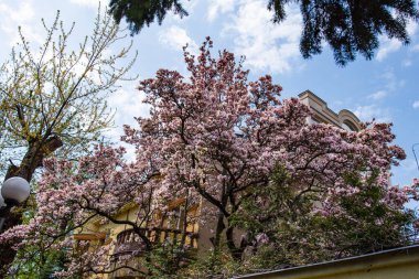 İlkbaharda çiçek açan güzel manolya ağacı