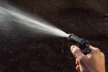 Güneşli bir günde hortumla çimenleri sulayan bir adam.