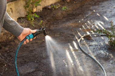 Güneşli bir günde hortumla çimenleri sulayan bir adam.