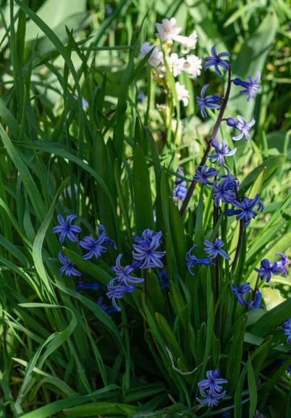 Violet Hyacinthus Orientalis Common Hyacinth Garden Hyacinth Dutch Hyacinth Green — Stock Photo, Image