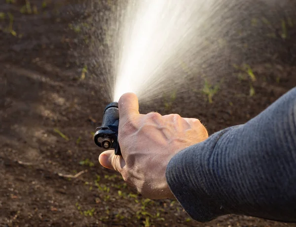 Uomo Irrigazione Prato Cortile Utilizzando Hosepipe Nella Giornata Sole — Foto Stock