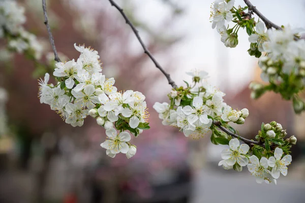 Bahar Günü Dalda Açan Beyaz Elma Çiçeklerine Yakın Dur — Stok fotoğraf