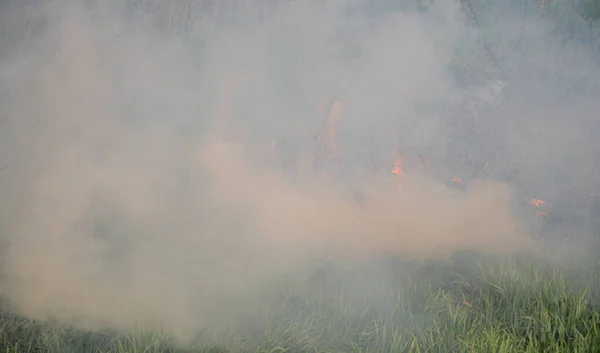 Forest Fire Heavy Smoke Foreground — Stock Photo, Image