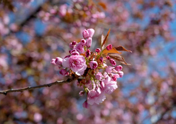Pink Japanese Cherry Tree Blossom Sakura Cherry Blossom Branch Beautiful — Stock Photo, Image