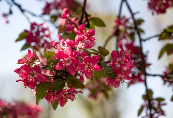 Branches Apple Blossoming Pink Flowers Sunny Spring Day — Stock Photo, Image