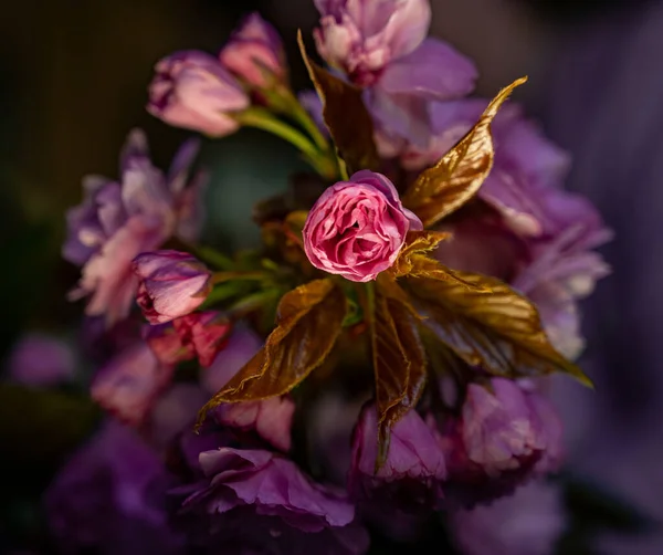 Roze Japanse Kersenboom Bloesem Sakura Kersenbloesem Tak Met Mooie Zachte — Stockfoto