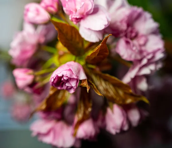 Flor Cerejeira Japonesa Rosa Sakura Ramo Flor Cerejeira Com Belo — Fotografia de Stock