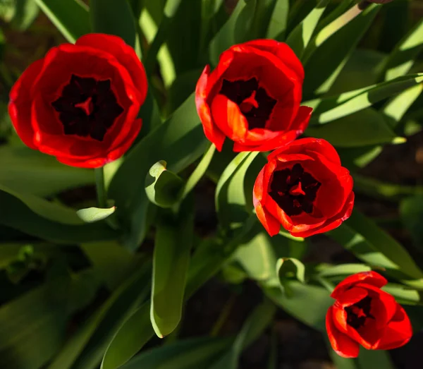 Red Color Tulip Flowers Growing Outdoors Sunny Spring Day Top — Stock Photo, Image