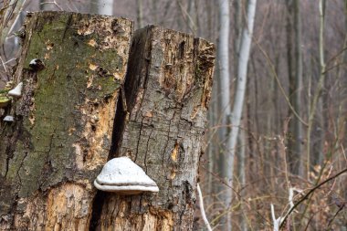 Baharda ormandaki eski ağaç gövdesi
