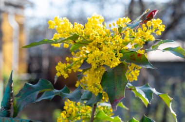 Baharda sarı mahonia çiçekleri. Mahonia 'nın sarı çiçeklerine yakın çekim