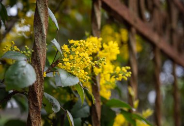 Baharda sarı mahonia çiçekleri. Mahonia 'nın sarı çiçeklerine yakın çekim