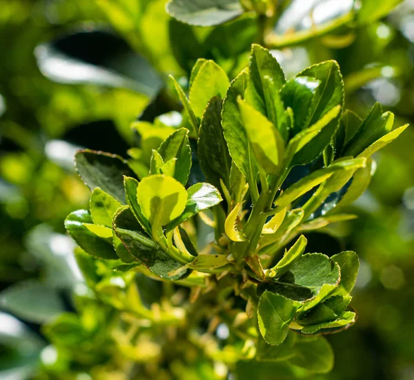 Japanse Spindelboom Euonymus Japonica Celastraceae Groenblijvende Struik Zonnige Lentedag — Stockfoto