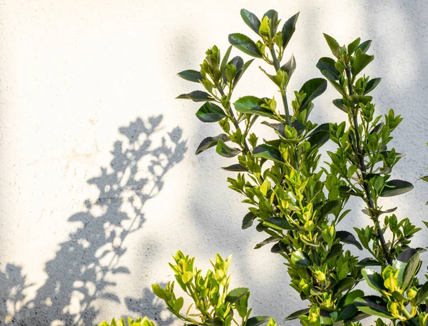 春の晴れた日に 日本のスピンドルの木 Euonymus Japonica セラスタシア常緑低木 — ストック写真