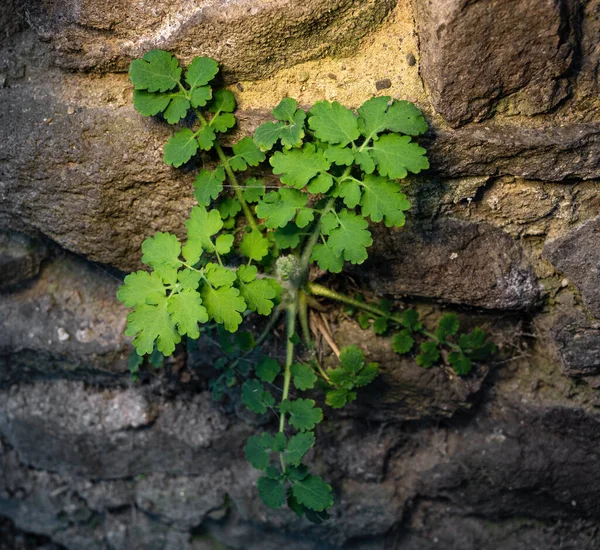 Φύλλα Σελανδίνης Στην Αρχή Της Βλάστησης Την Άνοιξη — Φωτογραφία Αρχείου