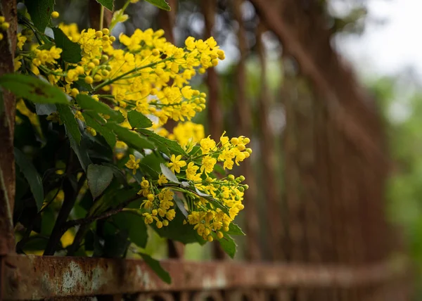 Flores Amarillas Mahonia Primavera Primer Plano Flores Amarillas Mahonia — Foto de Stock