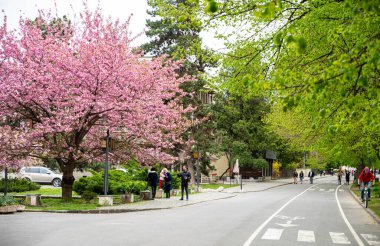 UZHOROD, UKRAINE - 19 Nisan 2020: Uzhhorod, Ukrayna sokaklarında çiçek açan pembe sakura ağaçları. İnsanlar parktaki güzel havanın tadını çıkarıyorlar.