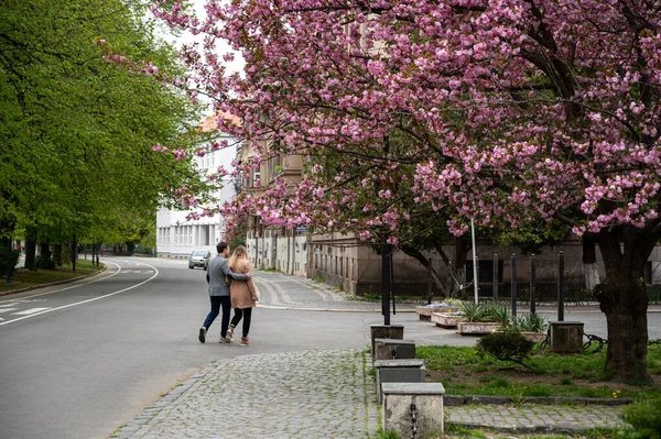 Uzhorod Ukraine Nisan 2020 Uzhhorod Ukrayna Sokaklarında Çiçek Açan Pembe — Stok fotoğraf