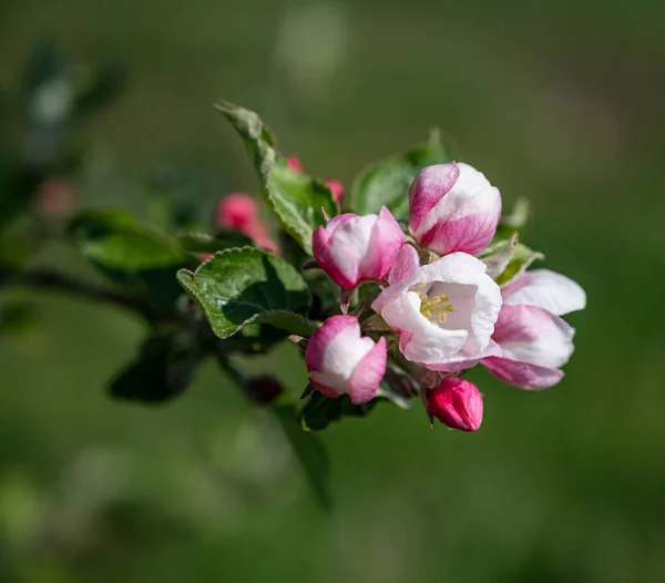 Spring Blooming Fruit Tree Garden Pink Apple Tree Flowers Branch — Stock Photo, Image