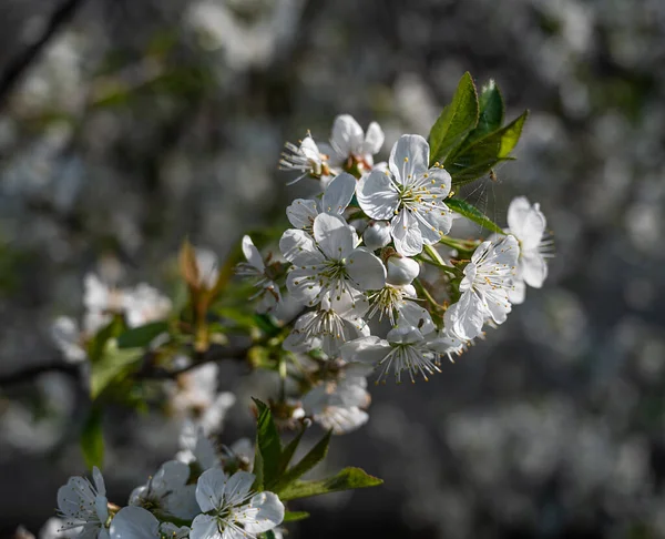 Jarní Květ Ovocného Stromu Zahradě Bílé Jabloně Květiny Větvi Jaře — Stock fotografie