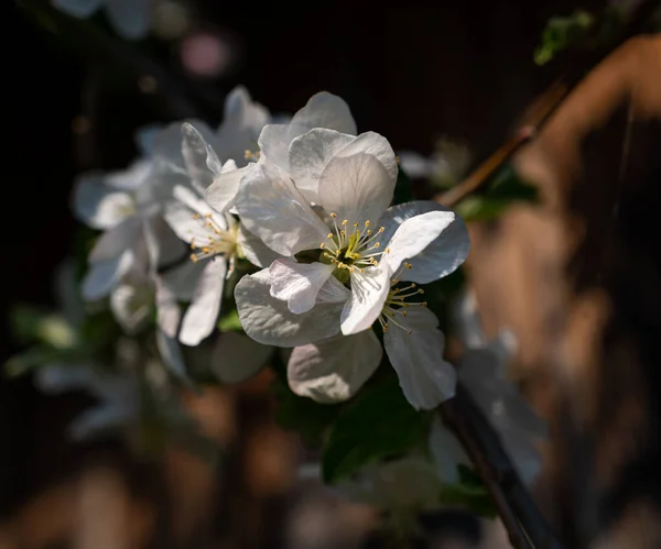 Spring Blooming Fruit Tree Garden White Apple Tree Flowers Branch — Stock Photo, Image