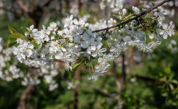 Spring Blooming Fruit Tree Garden White Apple Tree Flowers Branch — Stock Photo, Image