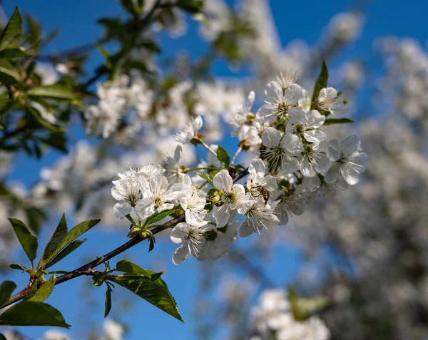 Spring Blooming Fruit Tree Garden White Apple Tree Flowers Branch — Stock Photo, Image