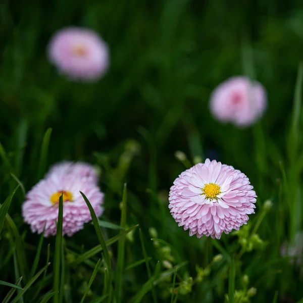 Roze Bellis Zonnestralen Tuin — Stockfoto